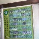 고향쌈밥 - 영암군 | 청주 쌈밥 맛집 /고향산촌쌈밥 후기 🌿
