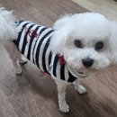 온댕 이미지