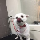 낼름&애견샵 이미지