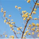 개나리약국 이미지