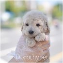 광주강아지분양 고양이분양 도로시펫 이미지