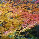 아기단풍 & Les Feuilles Mortes (Autumn Leaves 고엽) James Turner & photo by 모모수 이미지