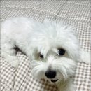 코롱코롱 이미지