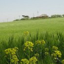 보리밥사잇길 이미지