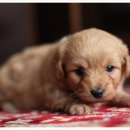 24시 나음동물의료센터 이미지