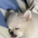 서진동물병원 | 강아지 중성화 수술 후기 ㅣ 관악구 신림 서진동물병원 (암컷 중성화, 저렴한 수술 비용)