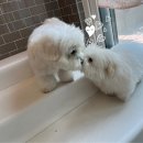 은퇴한 수의사의 저택 이미지