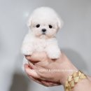 어벤져스켄넬 탑클래스펫 강아지분양 이미지