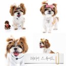 피어86 | 천안아산 탕정사진관 해피어스튜디오 반려동물 강아지 스냅촬영 후기