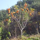 비손약국 이미지