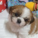 아롱이다롱이 이미지