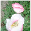 2011. 7. 3 오늘의 탄생화 - 흰색 양귀비 - 꽃말 - 망각 이미지