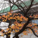 과천 '레츠런파크의 단풍과 가을과 말' 풍경 (20181111) 이미지