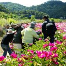 공작산/수타사/작약 2024.05.28 이미지