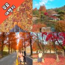 현충원로3 | 대전 현충원 메타세콰이어길/ 현충지 단풍 후기 걷기 좋은 가을 산책코스