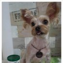 써리 독 이미지