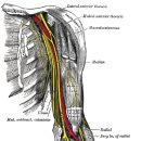 전방골간신경 손상(anterior interosseous nerve injury)에 대하여 이미지