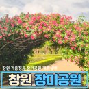 경남천광학교 | 창원 장미공원 개화 실시간 장미축제 (주차, 화장실 팁)