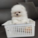 댕집사장 포메라니안 이미지