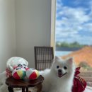 플루프(floof)