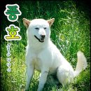 풍호로 Daum카페