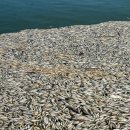 은빛물고기 이미지