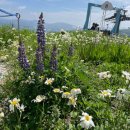 하이원랜드 이미지