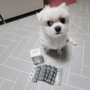 명가씽크 | [강아지 오메가3 추천] 씽크라이크펫 바이탈케어 rTG 오메가-3, 깐깐하게 골라 안심하고 먹여요...