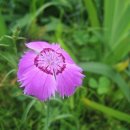 라플라워 이미지