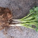 까치농장 이미지