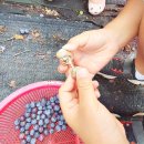 하늘내린농장 이미지