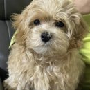 살롱드몽몽 이미지