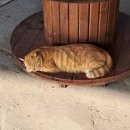 달봉이민박 이미지