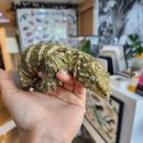 라라렙타일