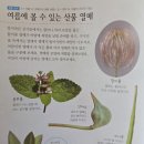 봄,여름,가을,겨울 | “아이와 꼭 같이 펼쳐봐야 할 자연책… 계절이 더 좋아진 <봄여름가을겨울 식물도감> 서평 후기”