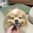 세븐일레븐 부산망미삼성점 | [부산애견미용] 백반이 때빼고 광내는 날 쁘띠몽펫샵 솔직후기