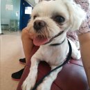 맑은숲동물병원 이미지