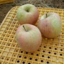 청솔청과 | 안동사과 판매후기. 2017~18년 안동사과 부사사과...안동사과즙 판매합니다.(청솔언덕농원.투아이팜)