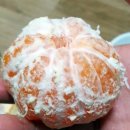 비타민농장(구. 지룡농원) | 감귤소년님))이벤트 당첨으로 제주감귤 선물받았어요