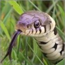 까치건강원
