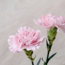 밀라온 이미지