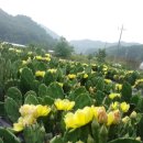 선화천년초
