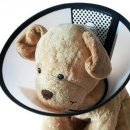 카라말티즈 이미지