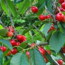 후계자 농장 이미지