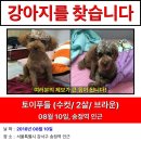 갈색 토이푸들 수컷 (서울시 강서구 송정역부근) 실종됐습니다 이미지