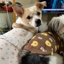 꾸미독 동탄애견미용 이미지