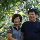 섬진한우농장 | 하동 황금배와 푸른배농원