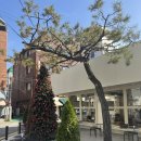 목마송이 | 양재천 디저트맛집 엘빙 할루카 말차덕후 강추 말차딸기빙수후기