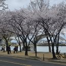 주차70 | 대구 수성못 벚꽃 개화 상황 70~80% | 주차, 카페, 수성랜드 벚꽃 후기