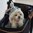 망토 두른 강아지 이미지